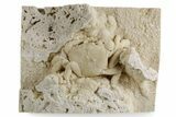 Fossil Crab (Potamon) Preserved in Travertine - Turkey #351024-2